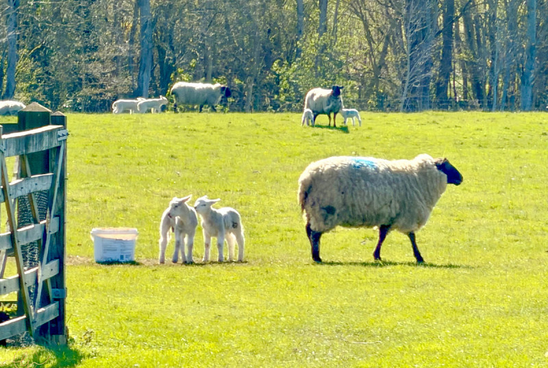 Thorns Barn, Hamerton Road, Alconbury Weston28