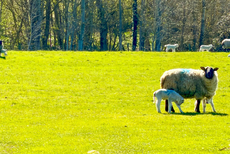 Thorns Barn, Hamerton Road, Alconbury Weston29