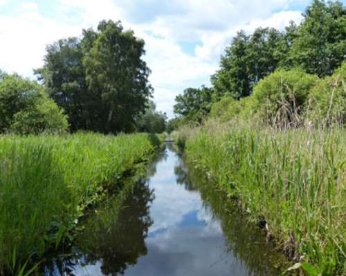 Woodwalton Fen